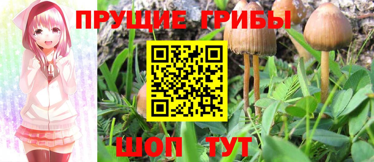 Алейск  Псилоцибиновые грибы прущие грибы  Вход с VPN 